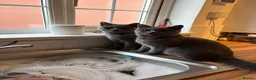 British Shorthair cats for sale: 2 female British shorthairs - Advert 6