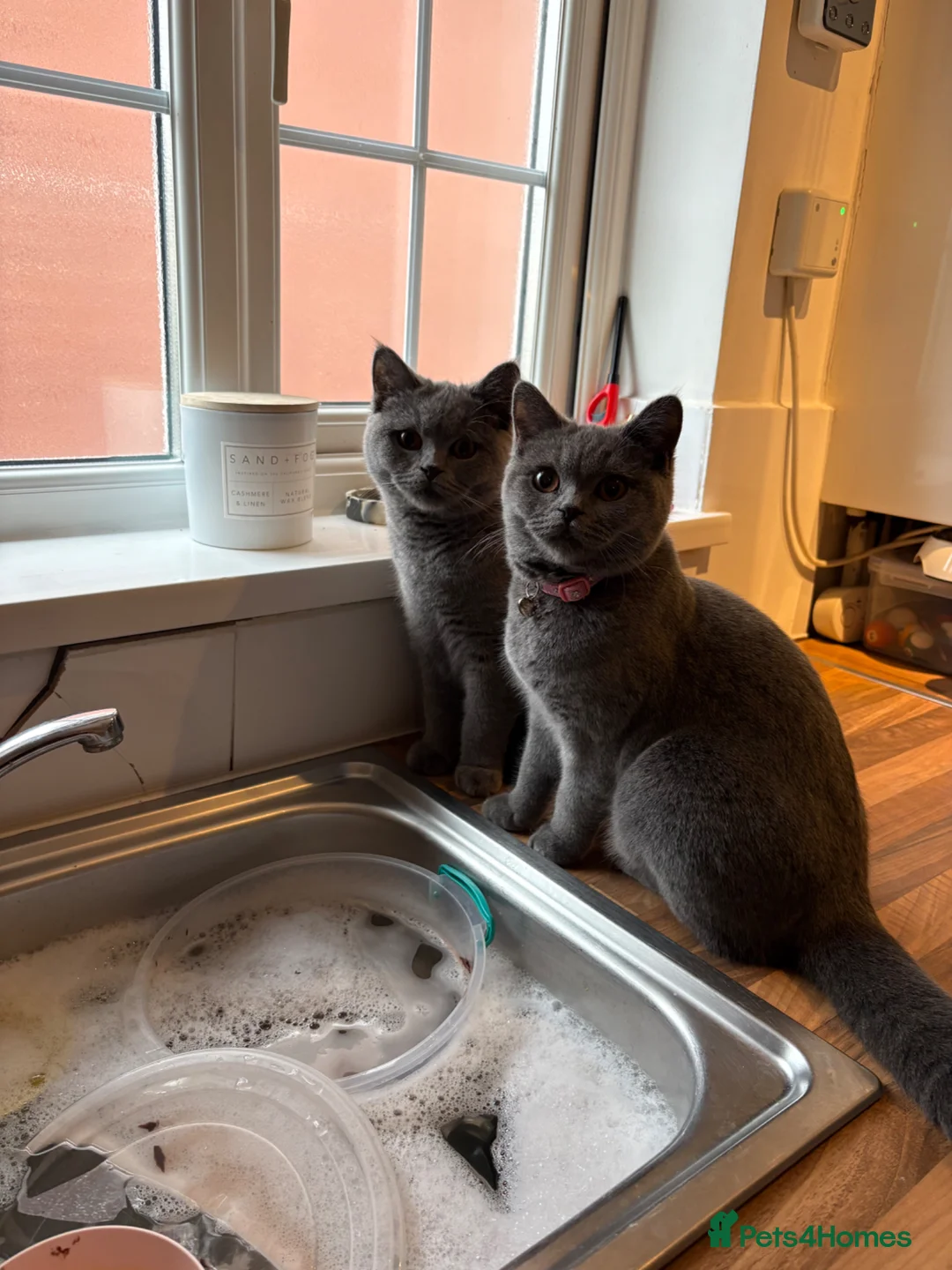 British Shorthair cats for sale: 2 female British shorthairs - Advert 6