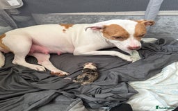 American Bull Staffy dogs for sale: American Bulldog - Image 8