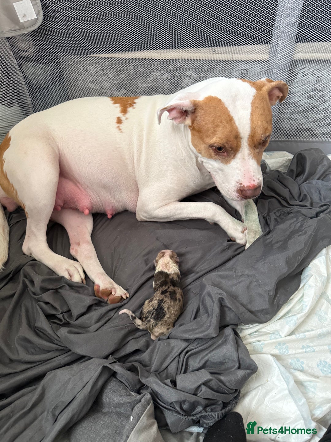 American Bull Staffy dogs for sale: American Bulldog - Image 8
