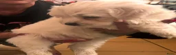 Maltese dogs for sale: Maltese puppies in Wellingborough - Advert 10