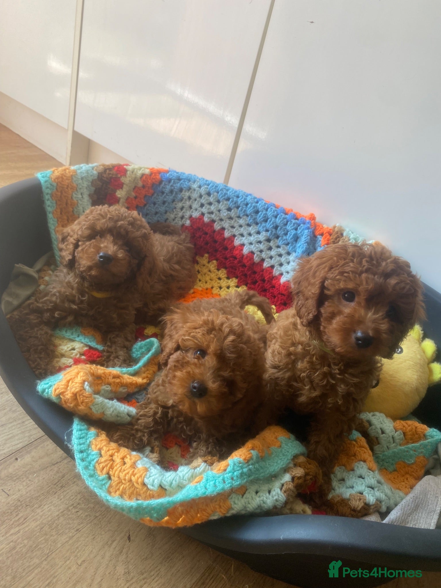 Toy Poodle dogs Cavapoo male puppies ready now  - Advert 4