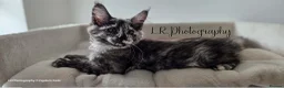 Maine Coon cats for sale: TICA Registered Maine Coon !! Last kitten!! - Advert 9