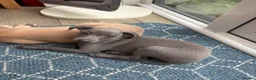 Italian Greyhound dogs for sale: Adorable and fun Italian Greyhound pups for sale. - Advert 4