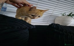 Mixed Breed cats for sale: Two ginger cats 1 male 1 female  - Image 2