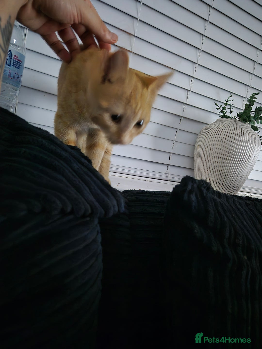 Mixed Breed cats for sale: Two ginger cats 1 male 1 female  - Image 2
