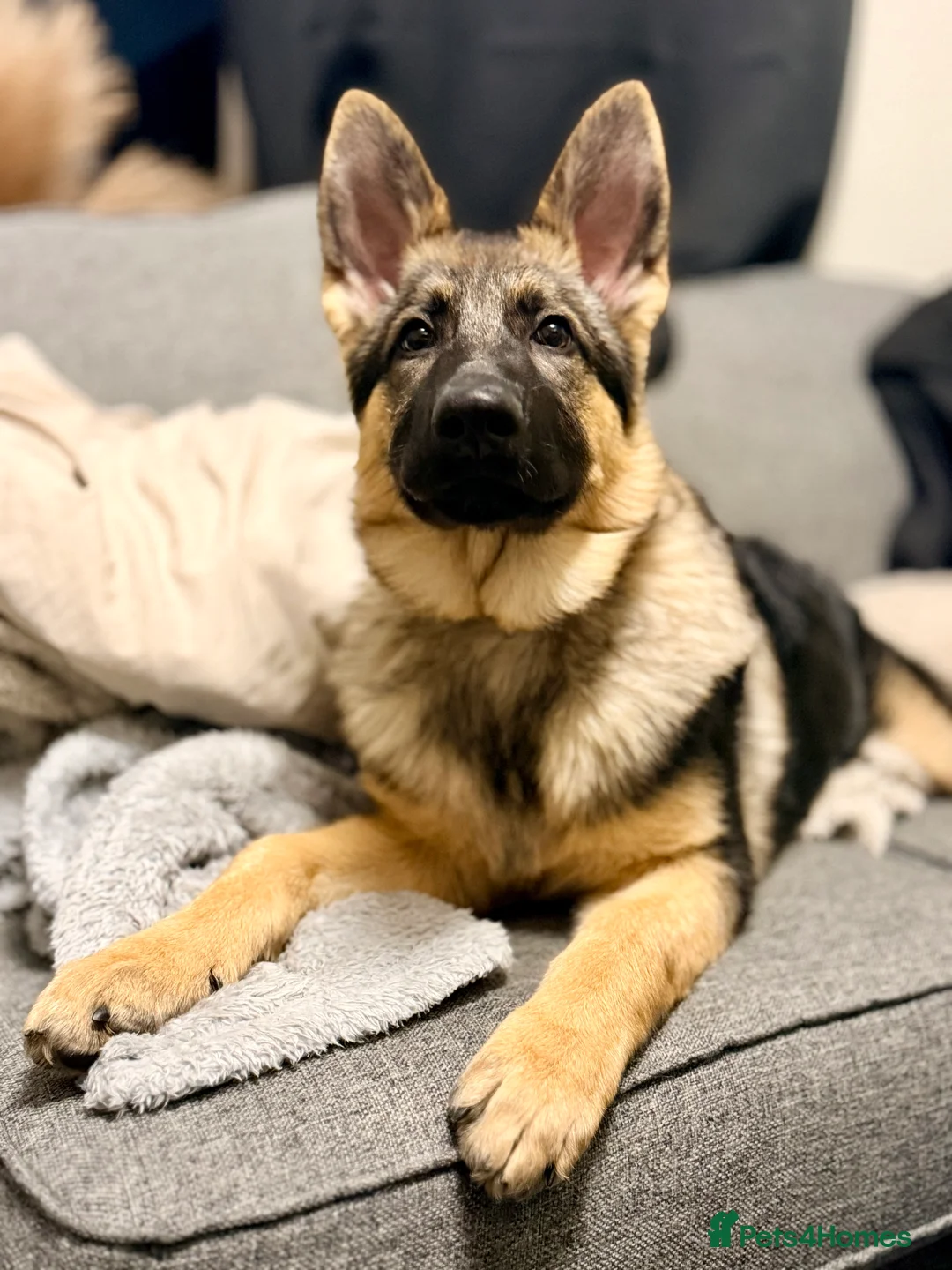 German Shepherd dogs for sale: 4.5 month old male German Shephard - Advert 2