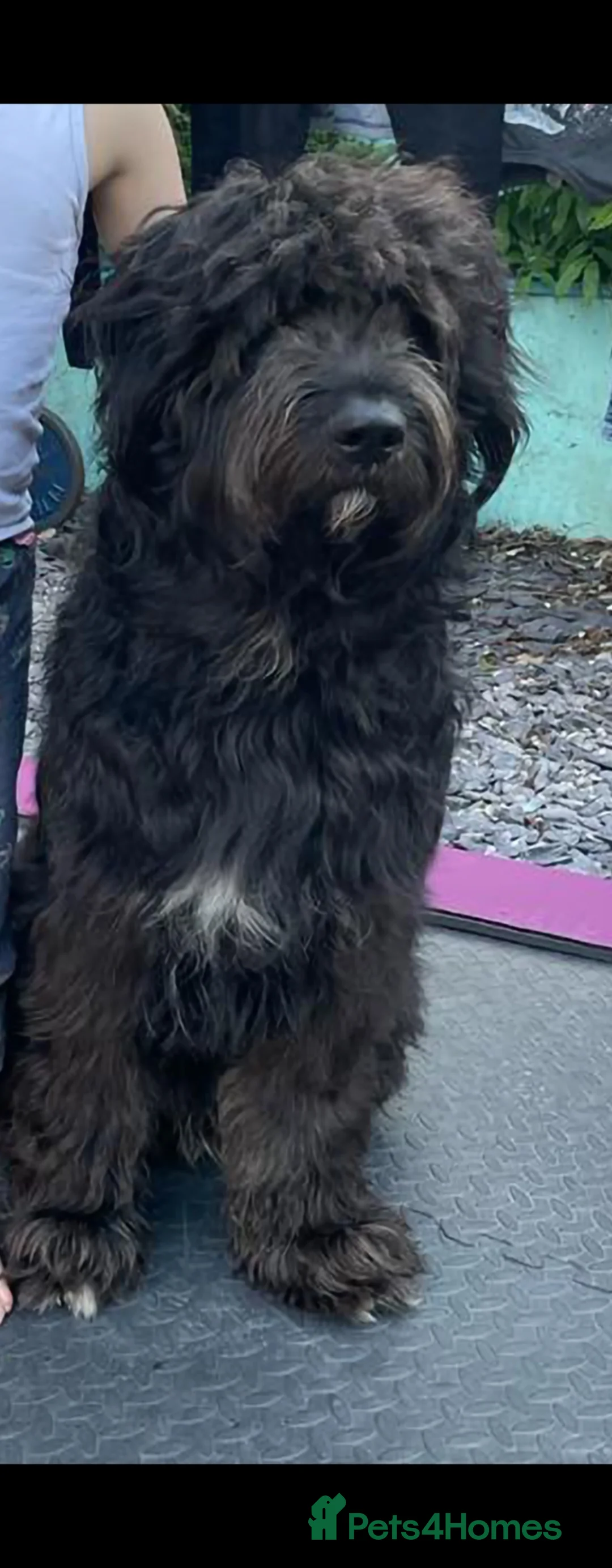 Mixed Breed dogs for sale: Otis - Shepadoodle in Swindon - Advert 2