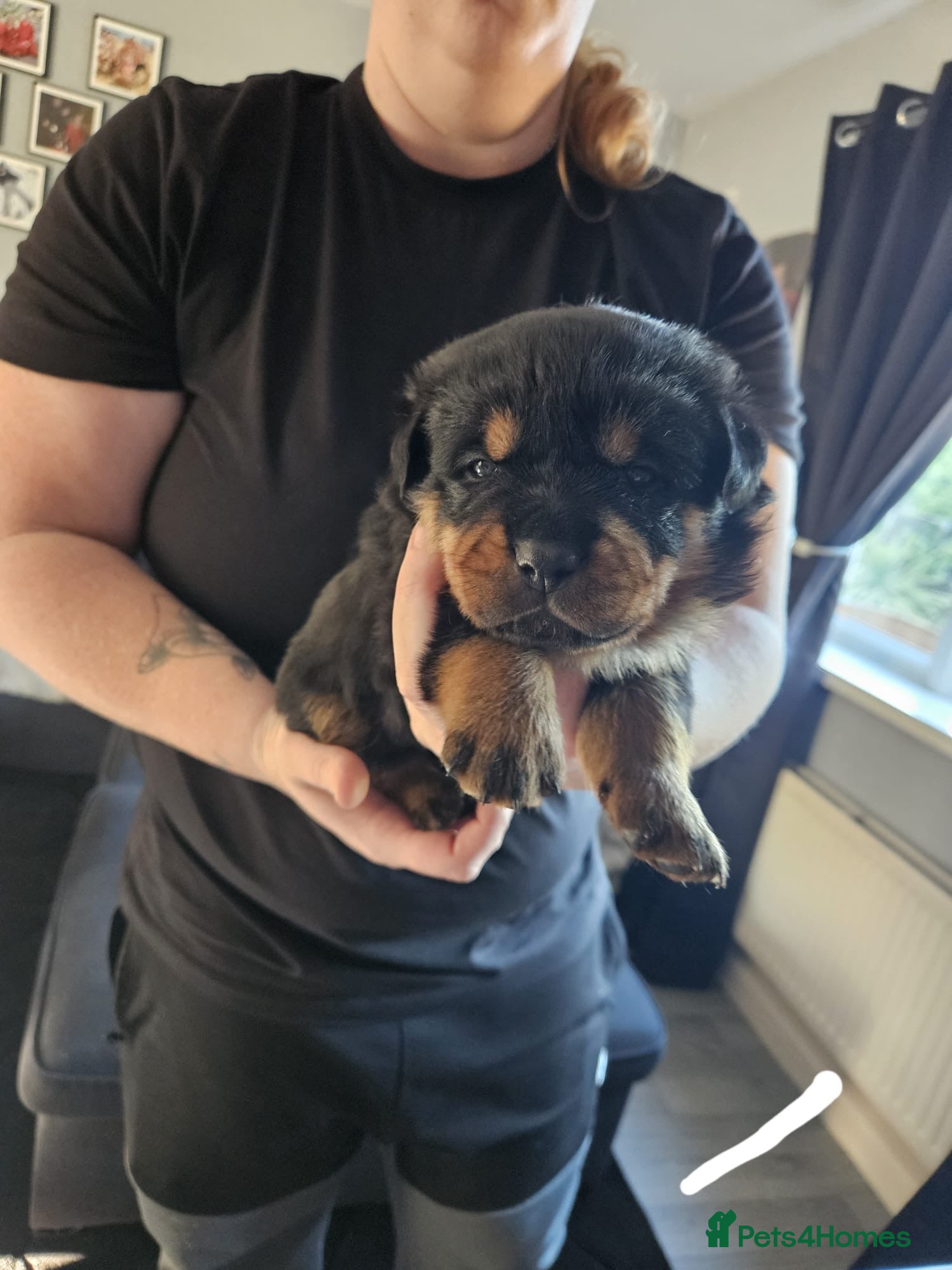 Rottweiler dogs Rottweiler puppies  - Advert 4