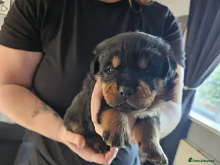 Rottweiler dogs Rottweiler puppies - Advert 4