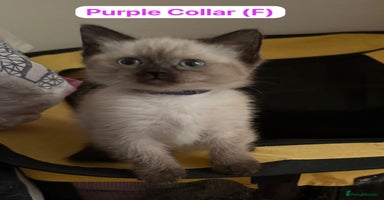 Ragdoll cats - Advert 13