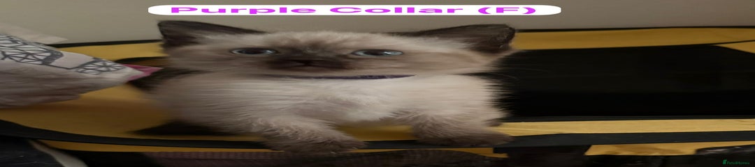 Purple Collar Girl