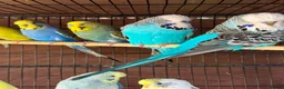 Budgerigars birds for sale: Budgies for sale  - Advert 7