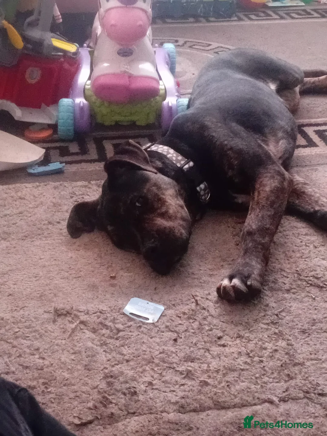 Alapaha Blue Blood Bulldog dogs for sale: Alapaha blue blood bulldog in Tipton - Advert 2