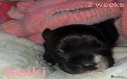 Staffordshire Bull Terrier dogs for sale: Beautiful female staffy puppy - Image 8