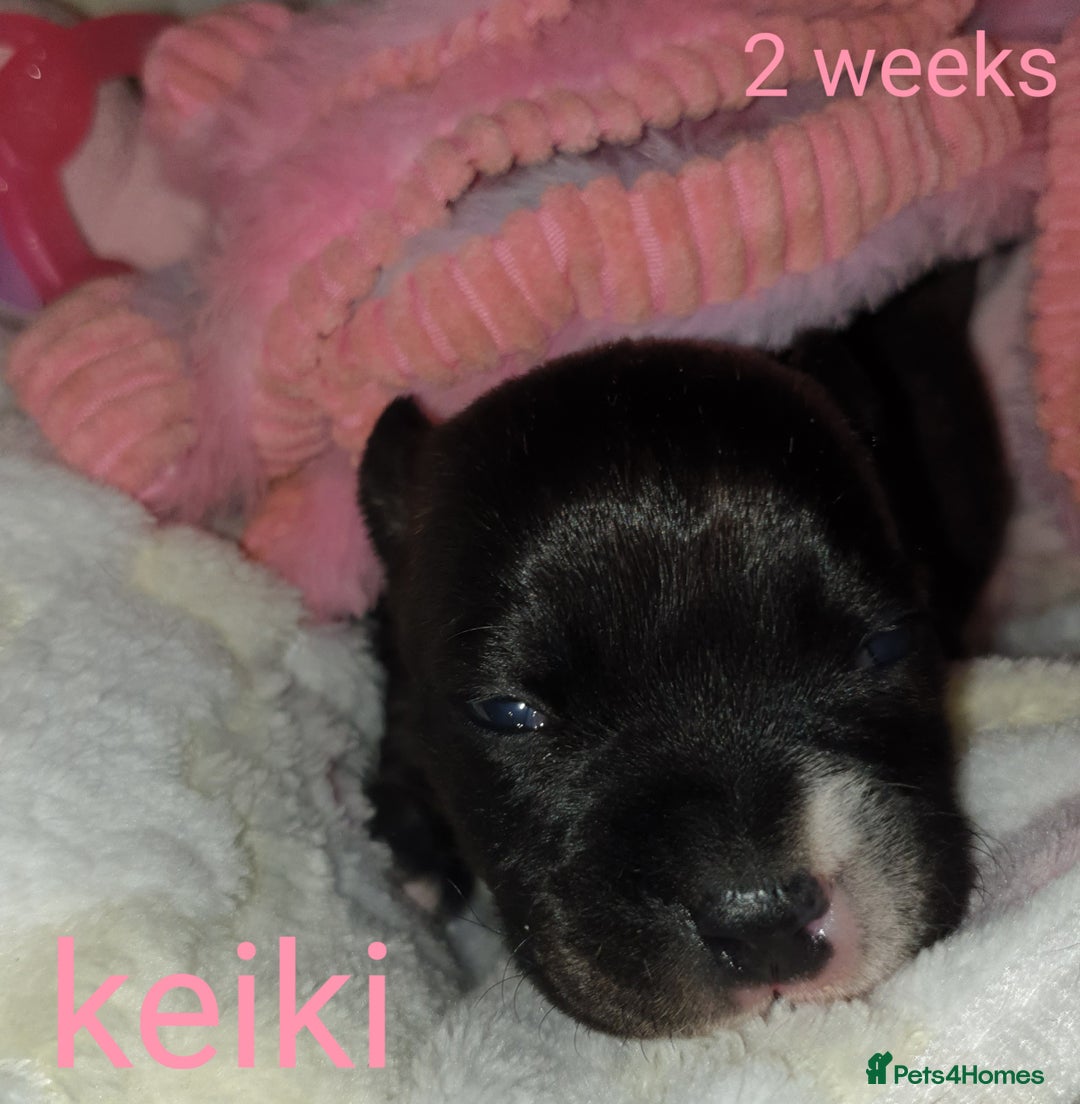 Staffordshire Bull Terrier dogs for sale: Beautiful female staffy puppy - Image 8