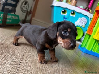Dachshund dogs Perfect home - Advert 1