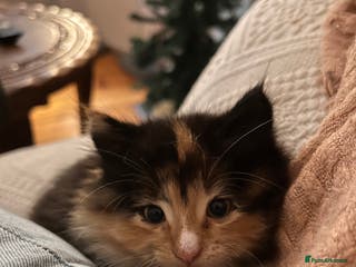 Mixed Breed cats High energy , very happy kitten - Advert 1