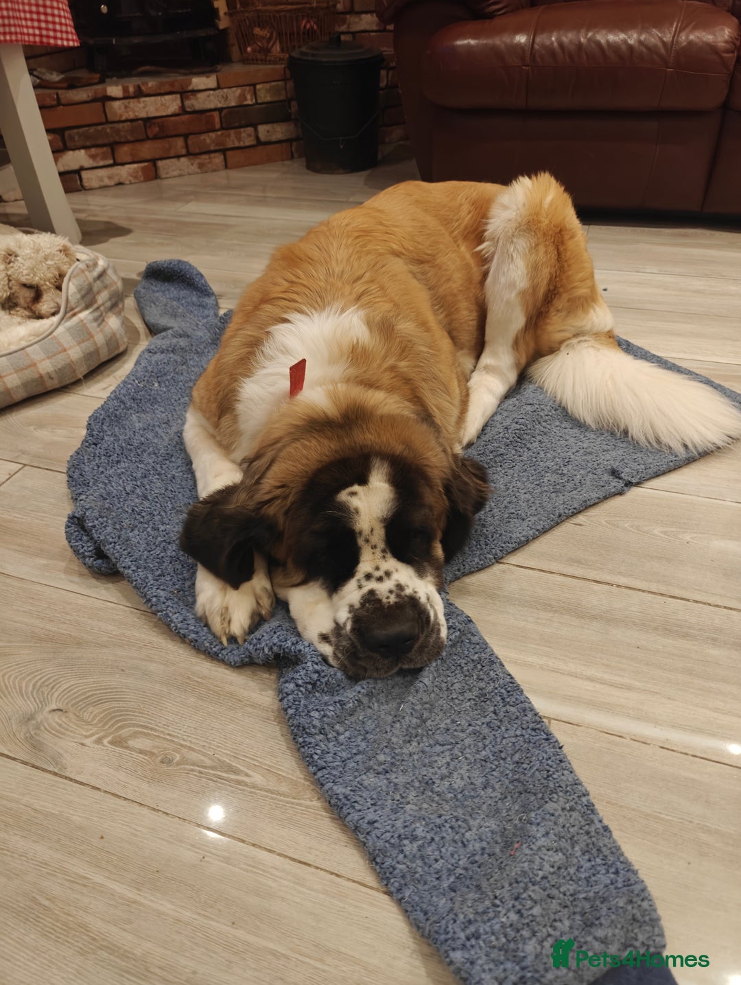 Saint Bernard dogs for sale: Saint for Rehoming  - Advert 6