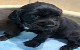 Sprocker dogs for sale: Adorable Sprocker Puppies - Image 5