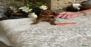 Irish Doodle dogs - Advert 2