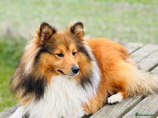 Shetland Sheepdog dogs - Advert 27
