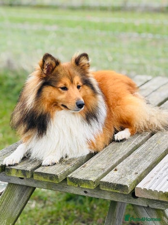 Shetland Sheepdog dogs Beautiful sable Shetland sheepdog for stud - Advert 1
