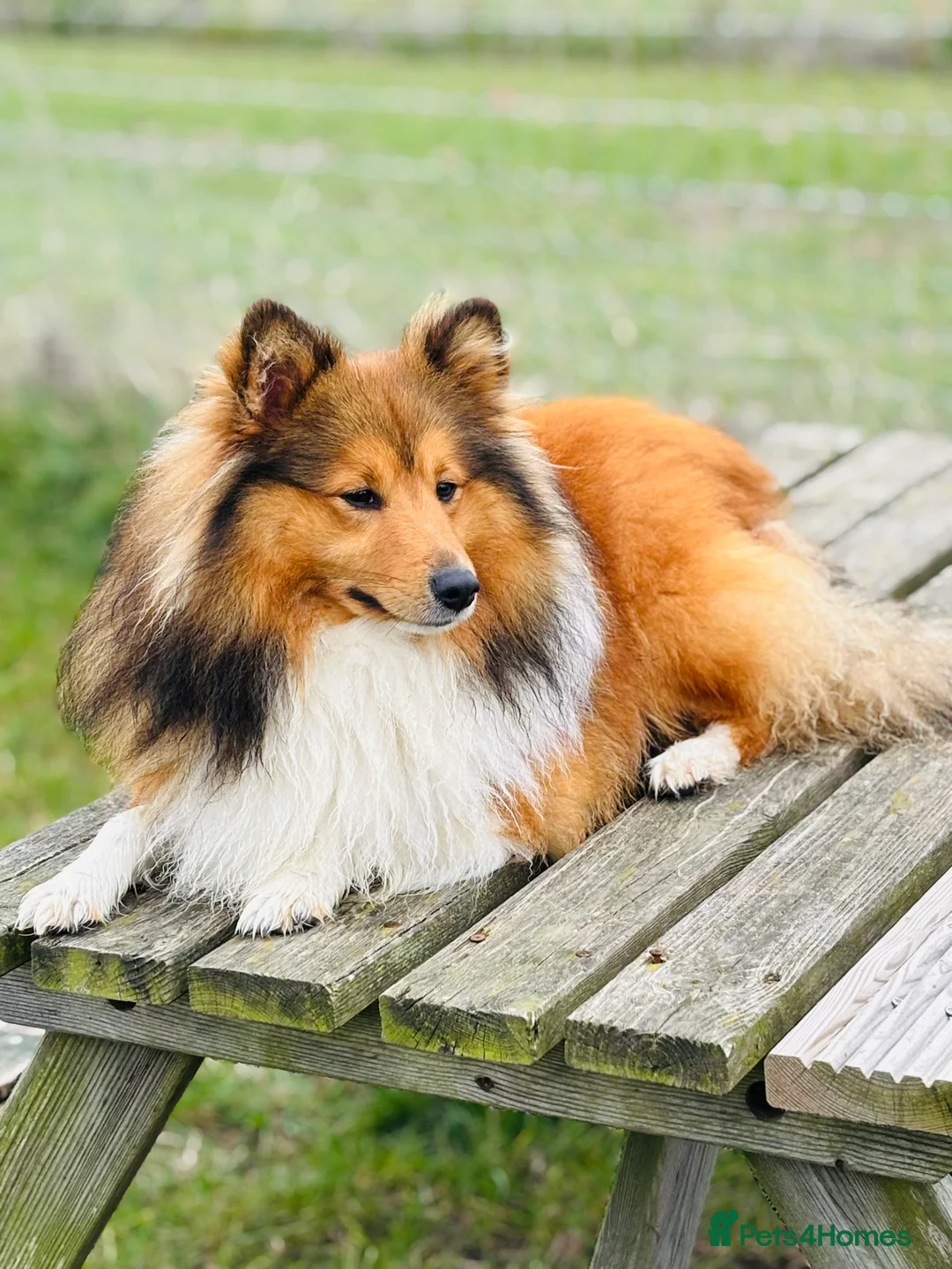 Shetland Sheepdog dogs for stud: Beautiful sable Shetland sheepdog for stud  - Advert 2