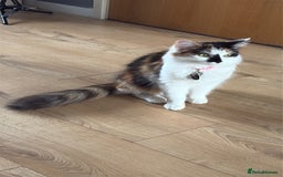 Mixed Breed cats for sale: Female Calco cat for sale  - Image 2