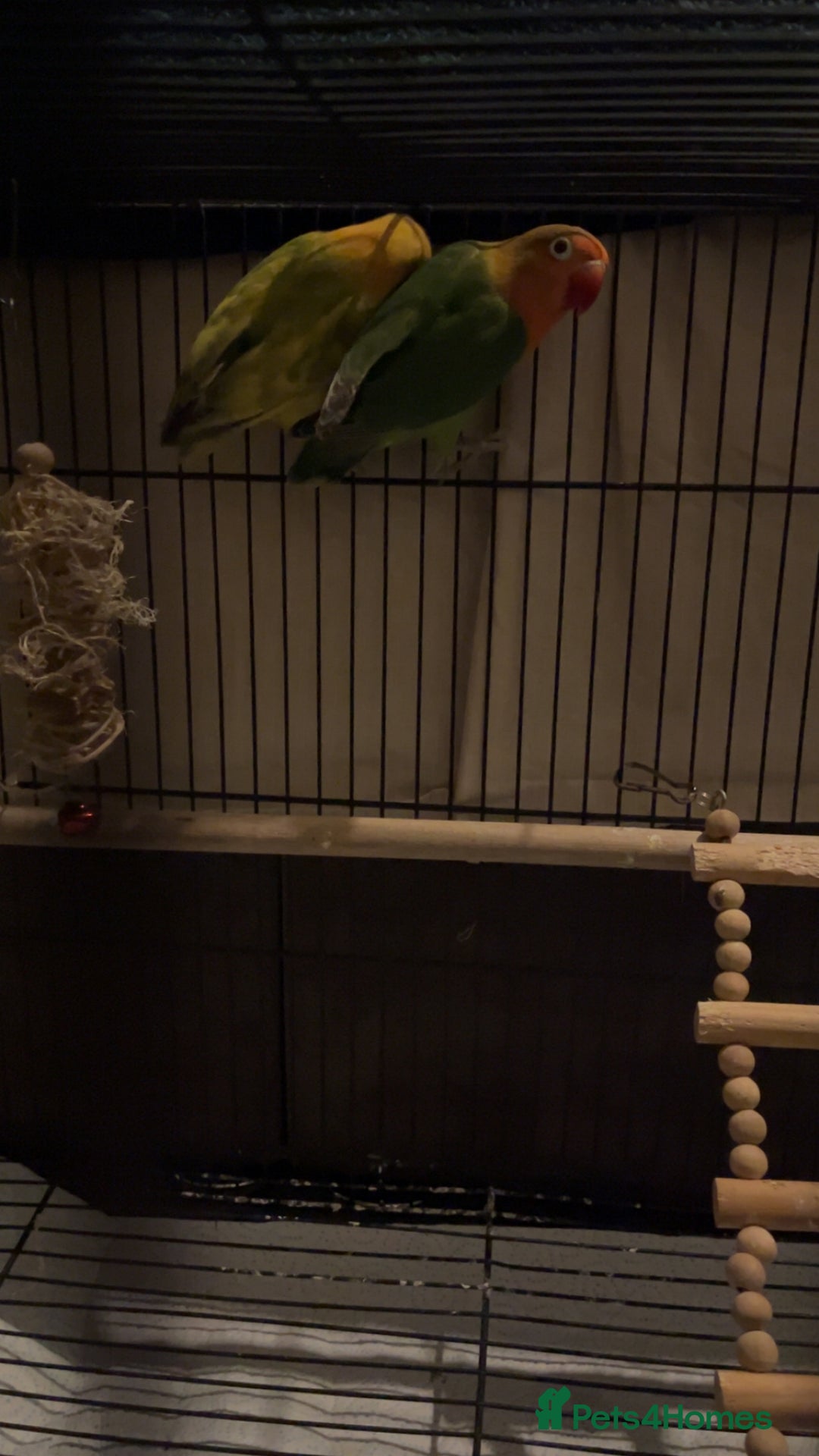 Lovebirds birds for sale: Lovebirds FOR SALE!!! - Advert 5