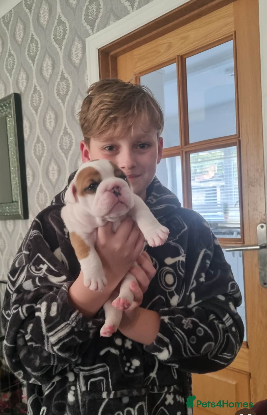 English Bulldog dogs 5 standard bulldogs silver health tested parents  - Advert 1