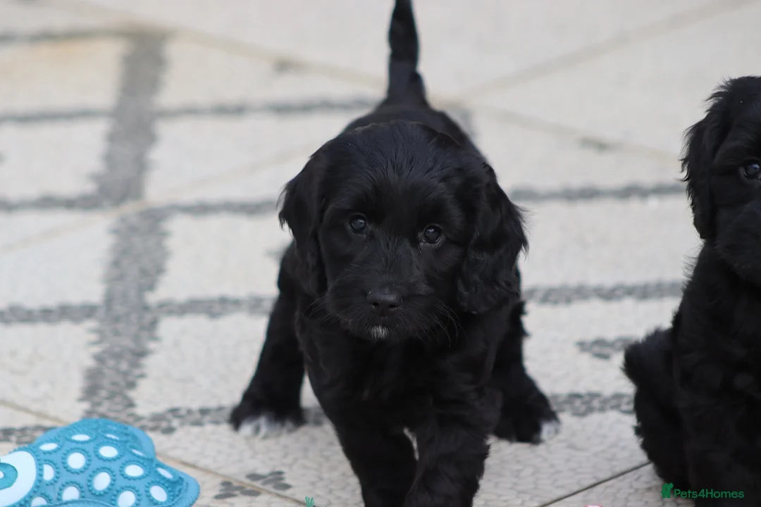 Cockapoo dogs for sale: F1 Cockapoo puppies for sale - Advert 12