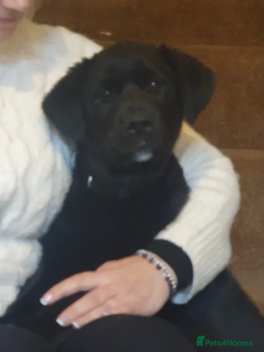 Mixed Breed dogs for sale: Akita and Golden retriever mix - Advert 6