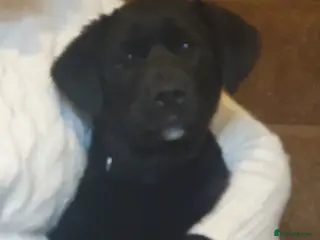 Mixed Breed dogs Akita and Golden retriever mix - Advert 7