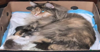 Maine Coon cats in Par - Advert 6