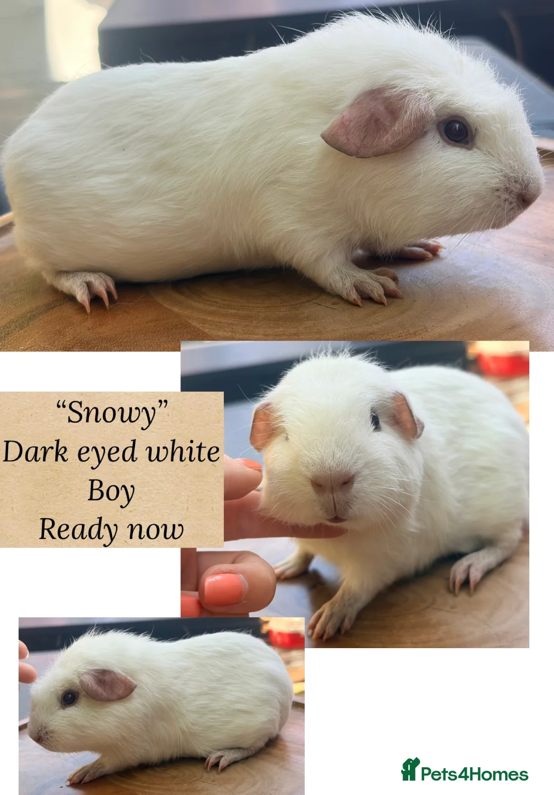 Guinea Pig rodents for sale: Guineapig baby boys available now - Advert 2