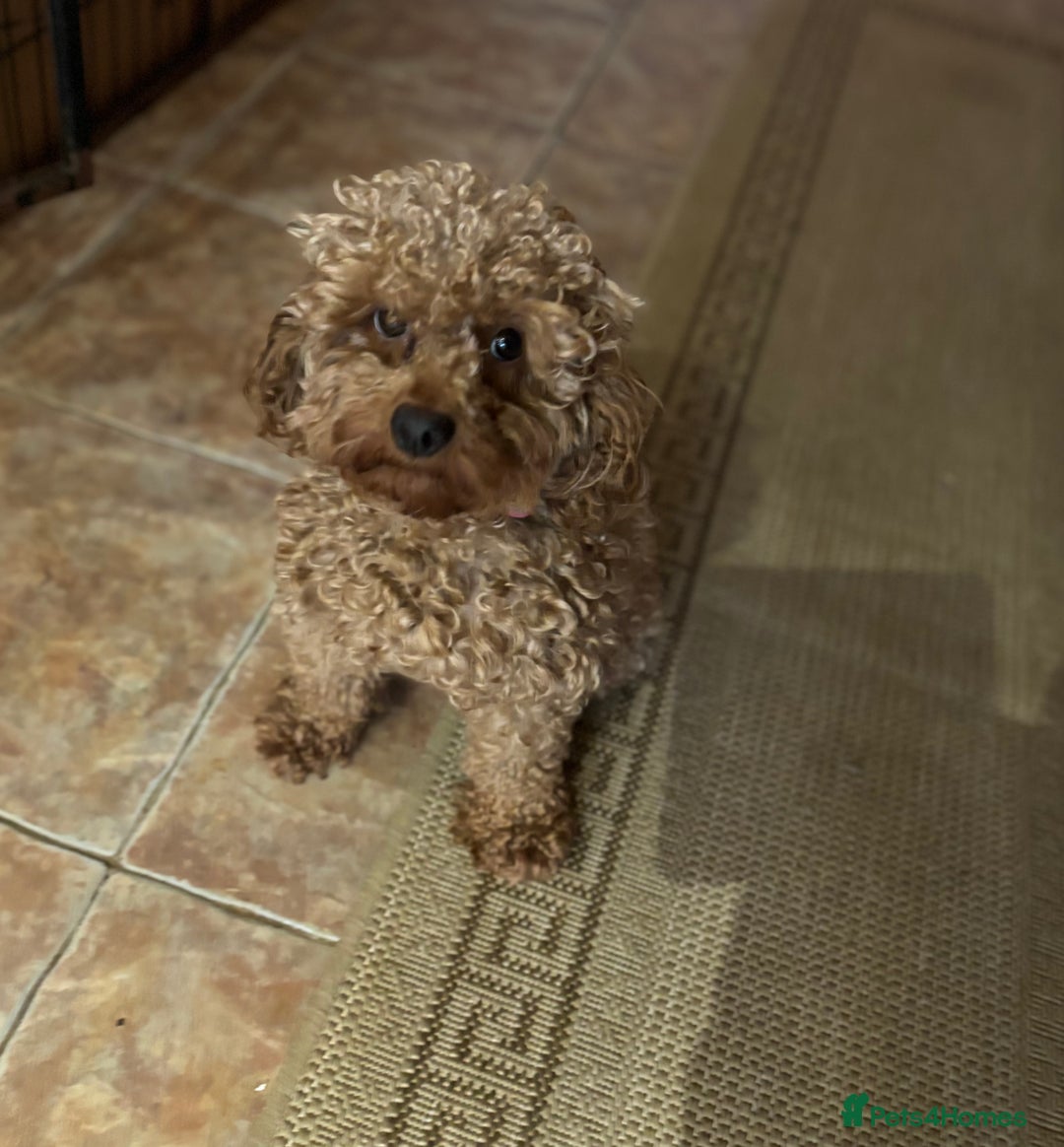 Toy Poodle dogs for sale: Toy Poodle boys  - Advert 6