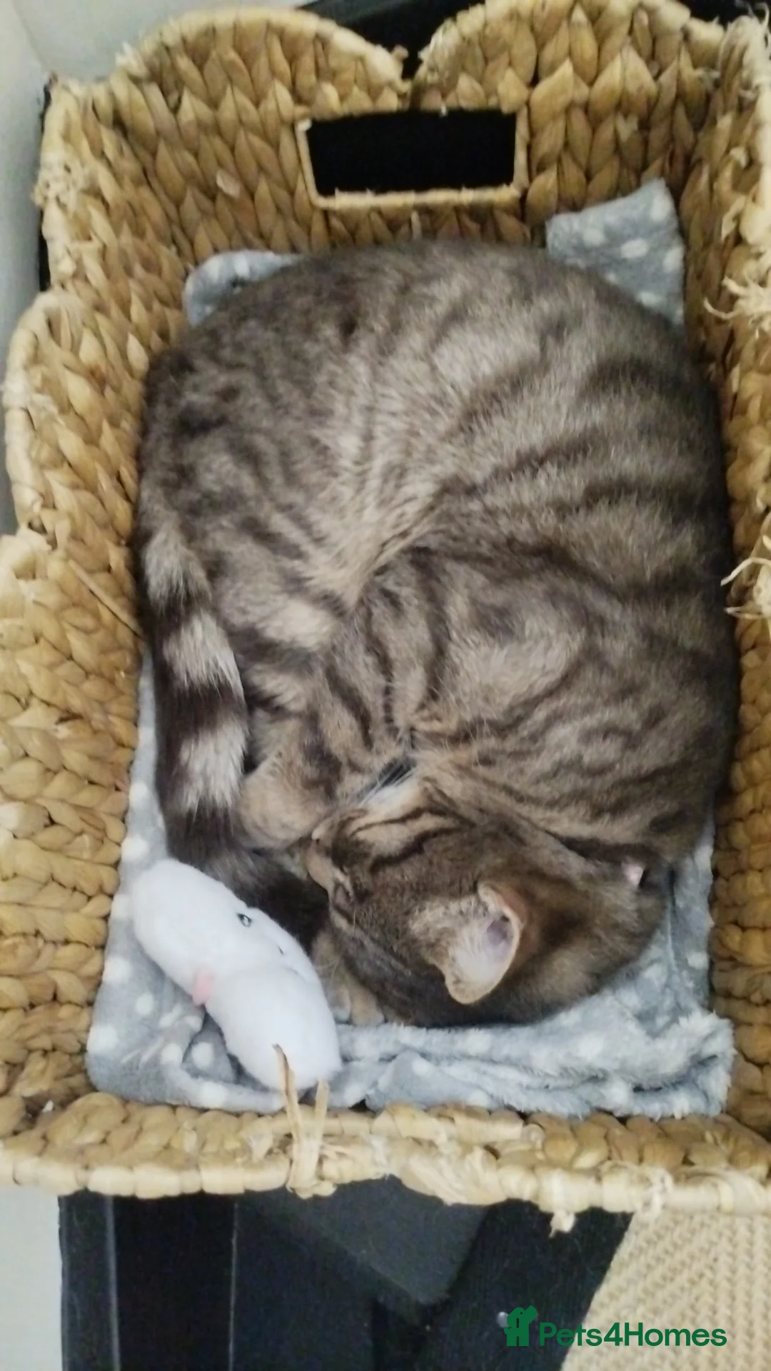 Domestic Shorthair cats for sale: Ziggi  - Advert 2