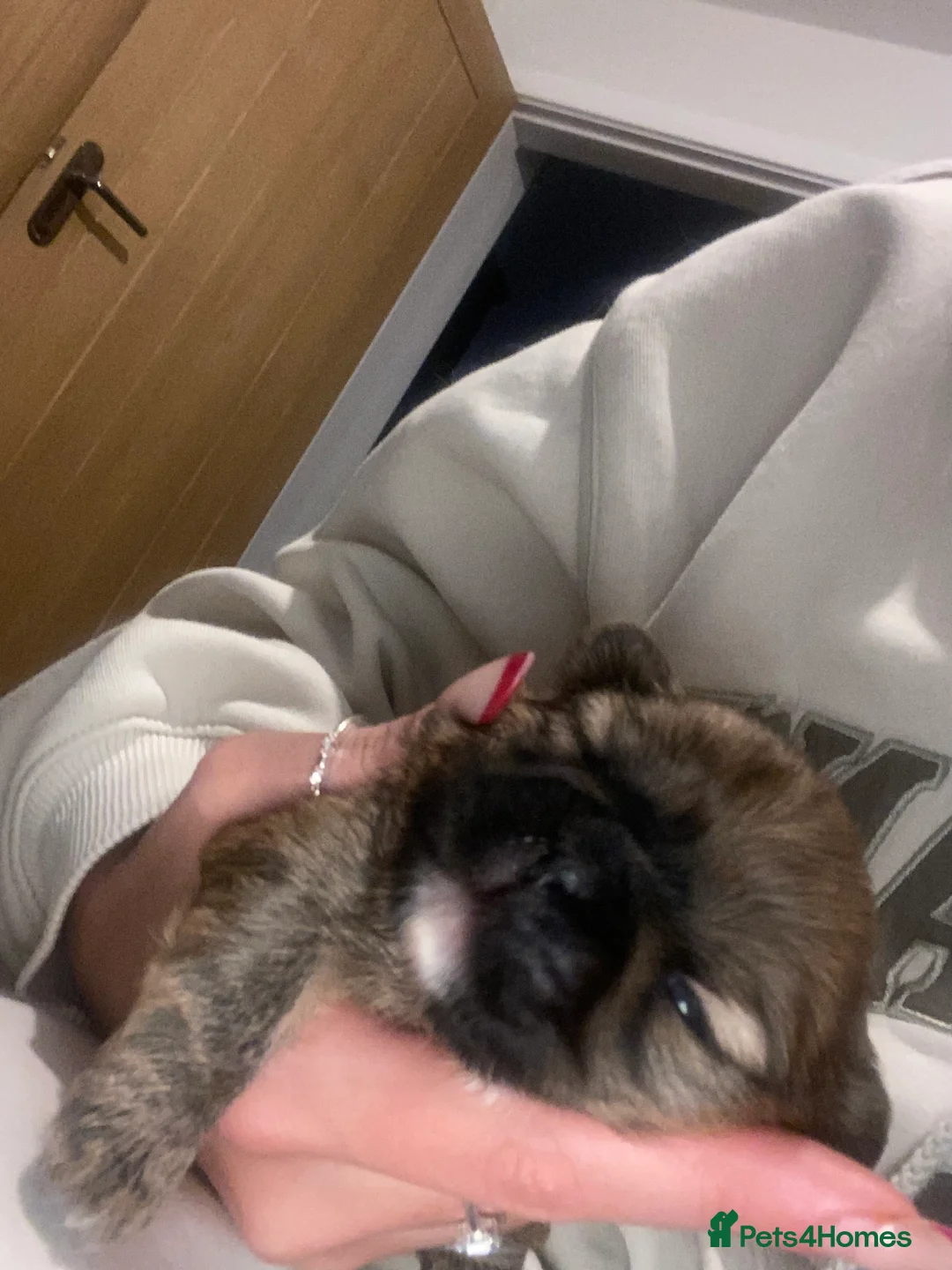 Shih Tzu dogs for sale: X2 beautiful female shihtzu puppies  - Advert 8