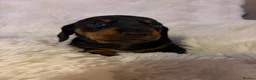 Dachshund dogs for sale: Beautiful Dachshund Puppies Ready for Loving Homes - Advert 12