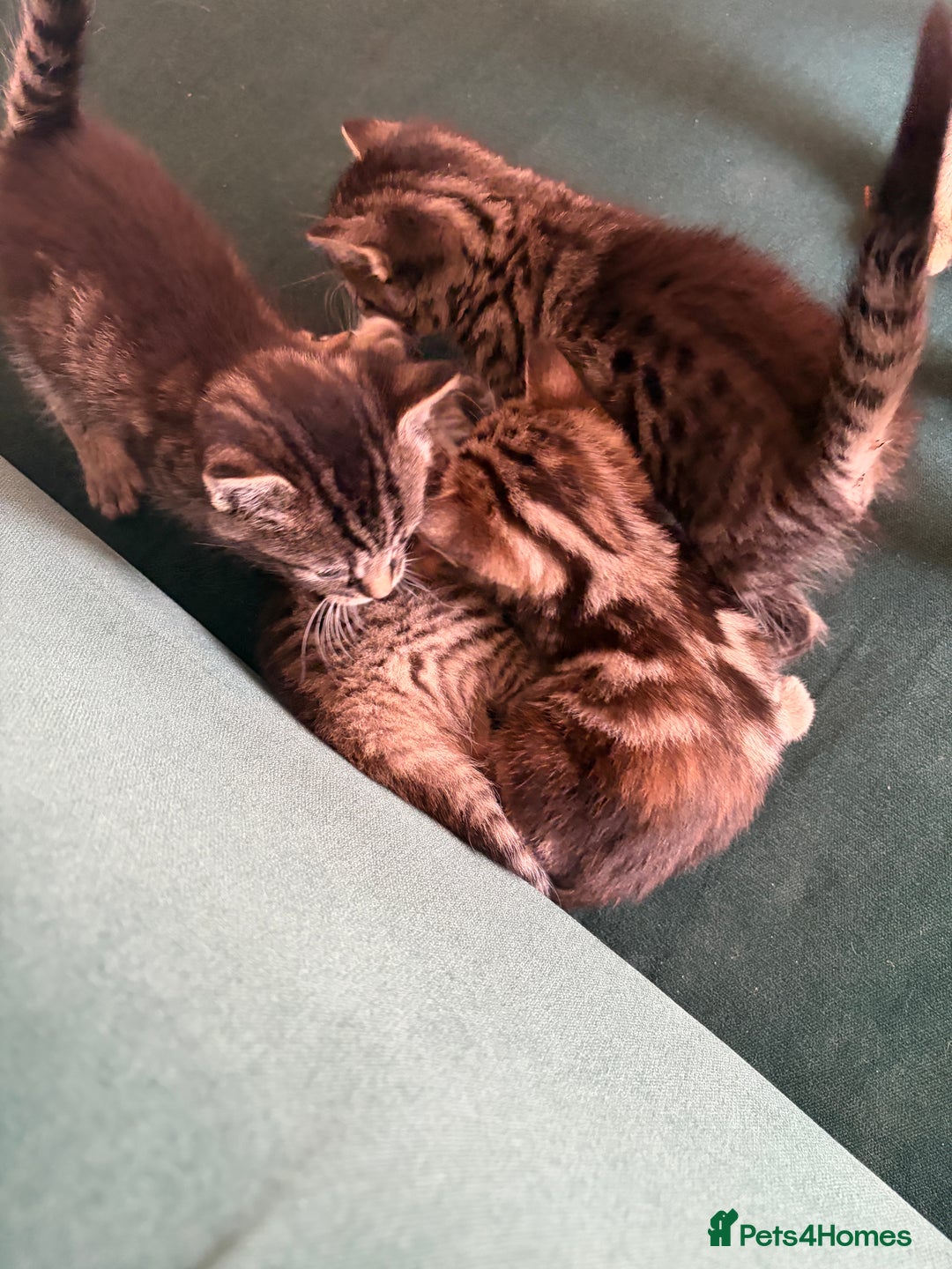 Domestic Shorthair cats for sale: Tabby Domestic Short Haired Kittens - Advert 15