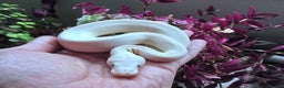 Python Snake reptiles for sale: On Hold Blue Eyed white ball python Female - Advert 3