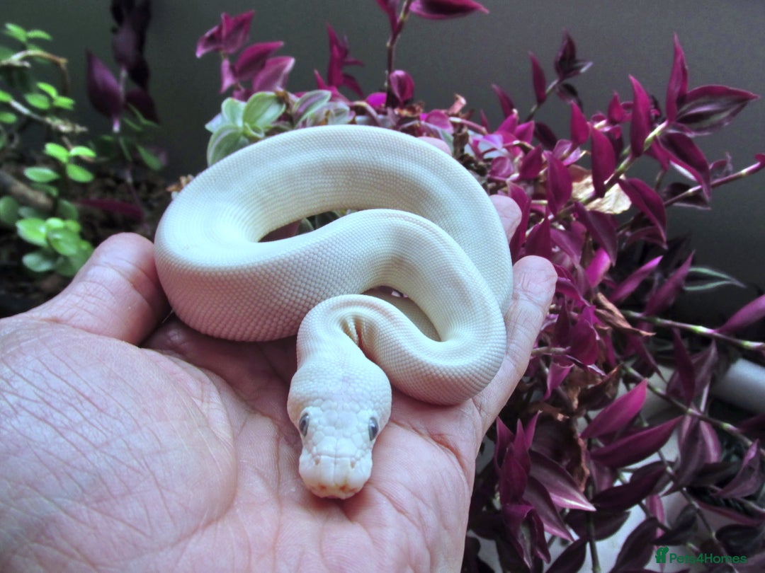 Python Snake reptiles for sale: Blue Eyed white ball python Female - Image 3