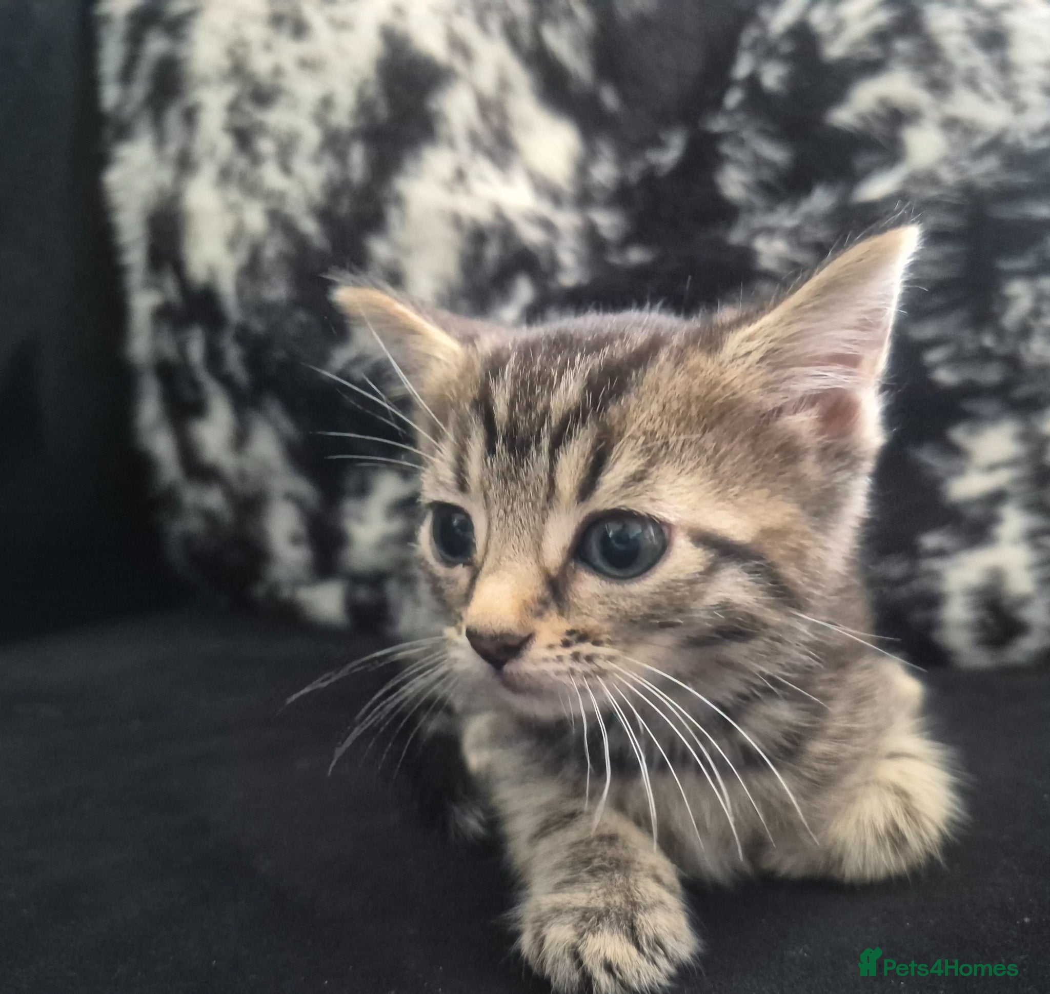 Mixed Breed cats RELIST DUE TO NO SHOW! 9 WEEKS - Advert 1