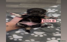 Chihuahua dogs for sale: X7 chihuahua puppies  - Image 11