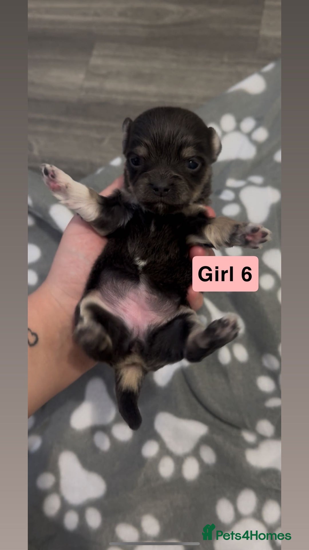 Chihuahua dogs for sale: X7 chihuahua puppies  - Image 11