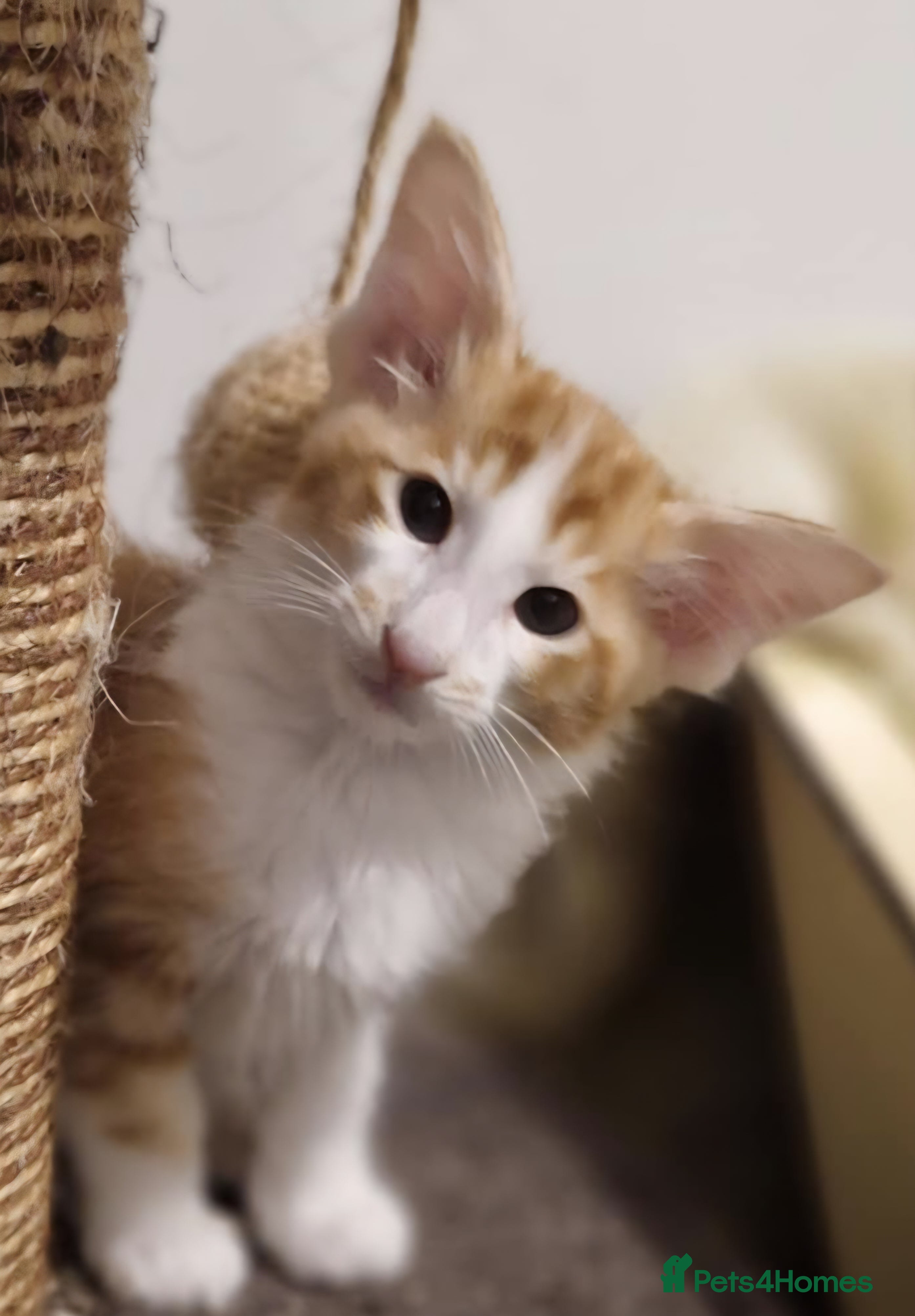 Balinese cats Stunning longhair Red and White bicolour boy - Advert 3