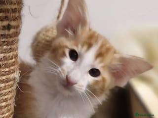 Balinese cats Stunning longhair Red and White bicolour boy - Advert 1