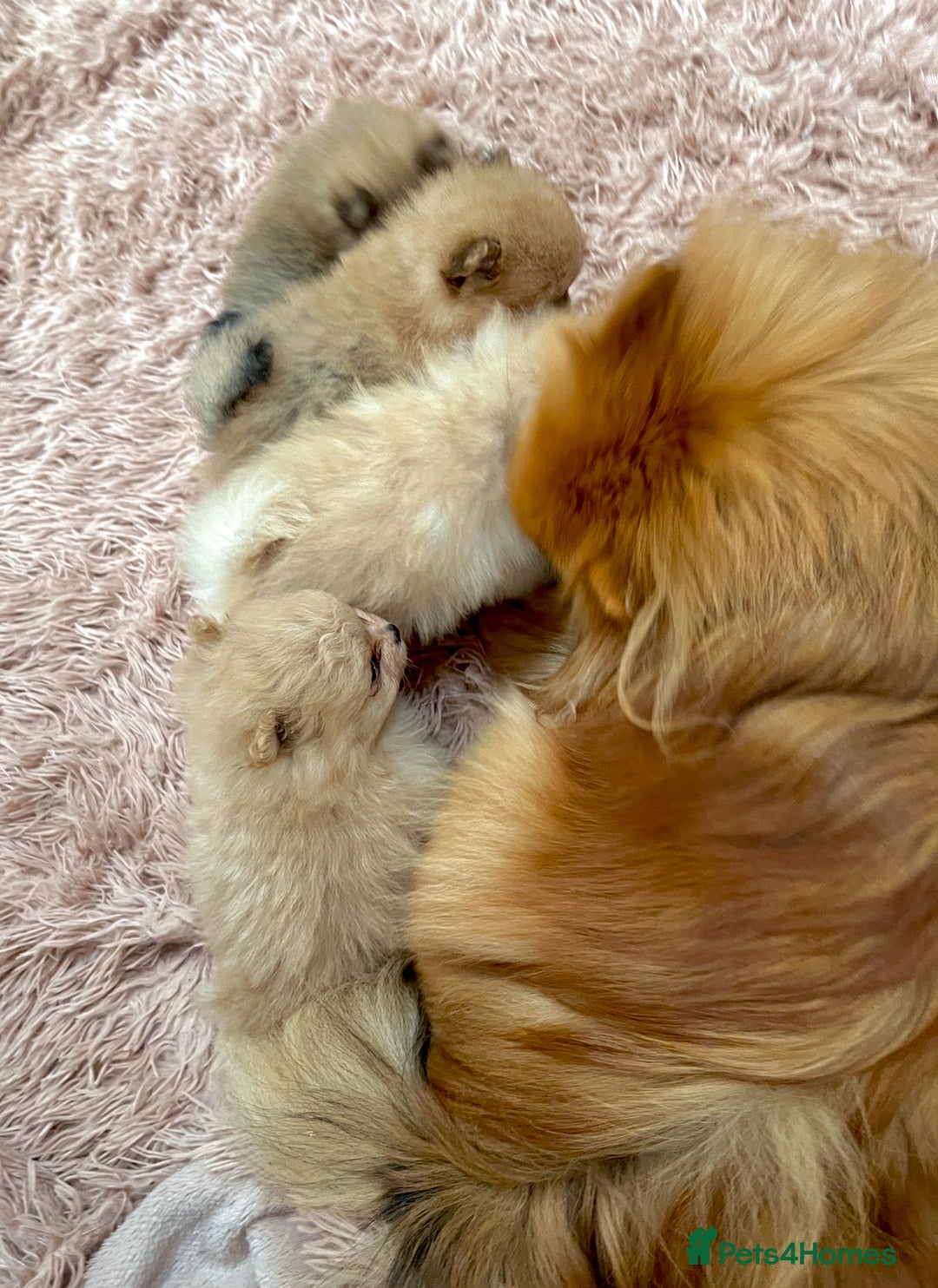 Pomeranian dogs for sale: Pomeranian teddy bear face puppies🐶 - Advert 17