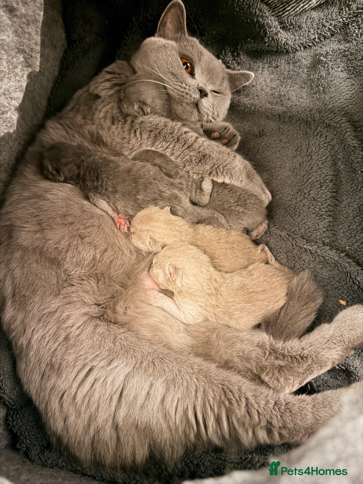 British Shorthair cats Beautiful British Shorthair Kittens - Advert 5